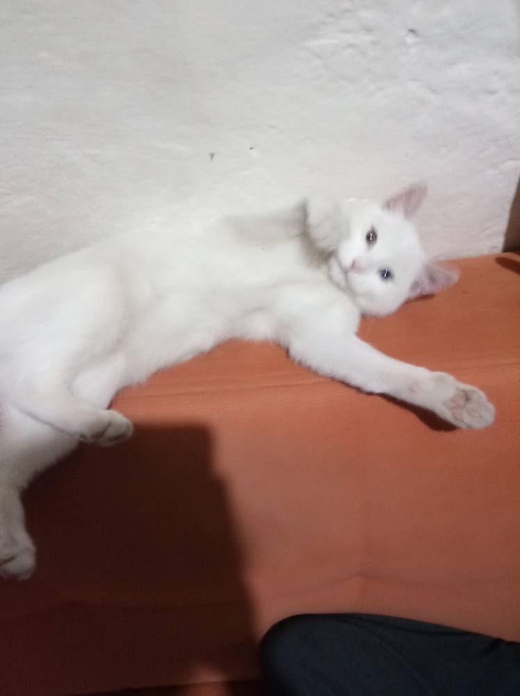 Blade and soul christmas clothes